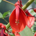 Erythrina crista-galli